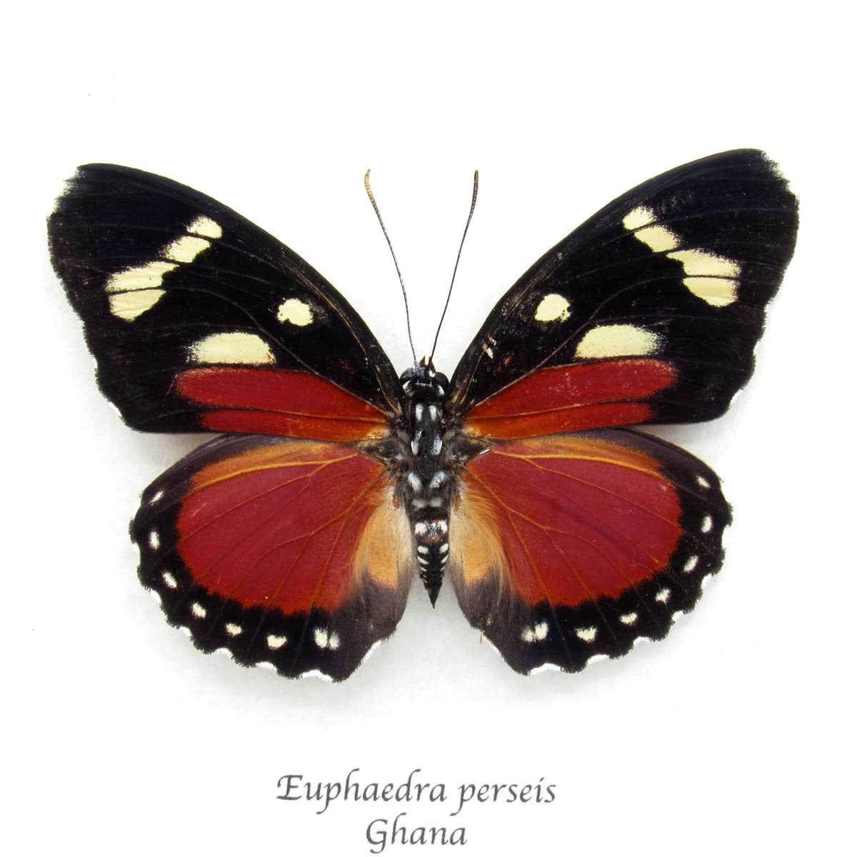 Rare Perseis Mimic Forester butterfly framed taxidermy - Euphaedra perseis - large female