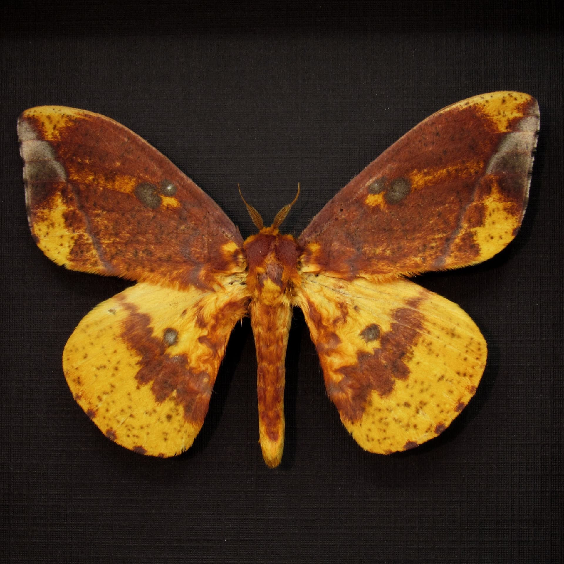 Real Imperial moth framed taxidermy - Eacles ormondei peruviana