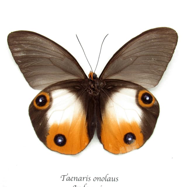 Rare large orange Owl butterfly framed taxidermy - Taenaris onolaus