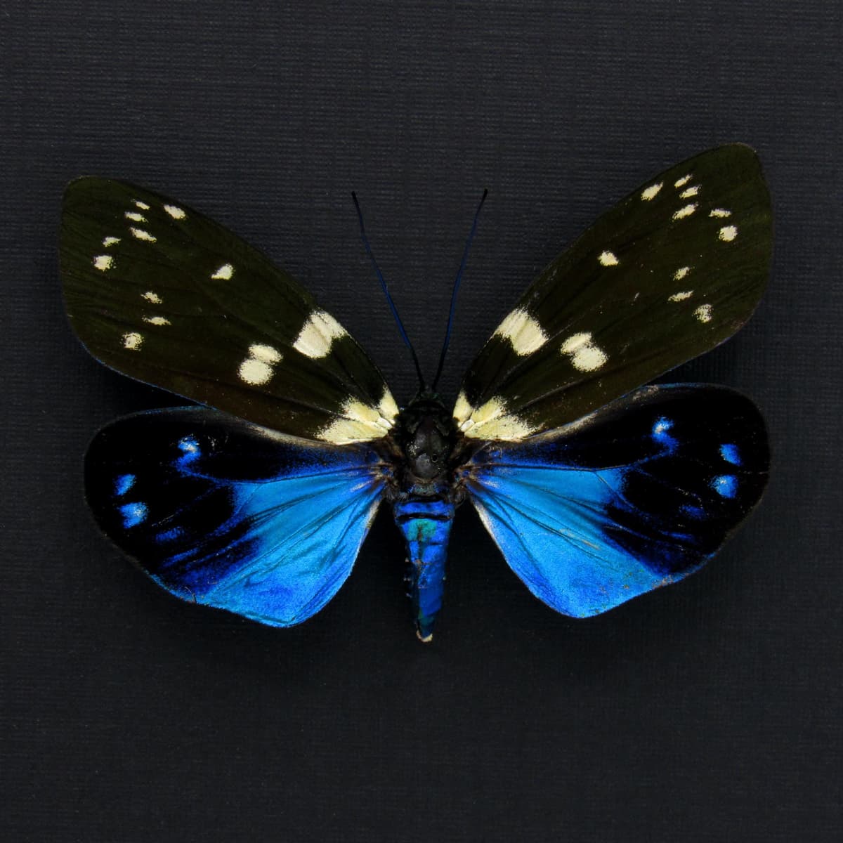 Rare metallic Day Flying moth framed taxidermy - Eterusia subcyanea - female
