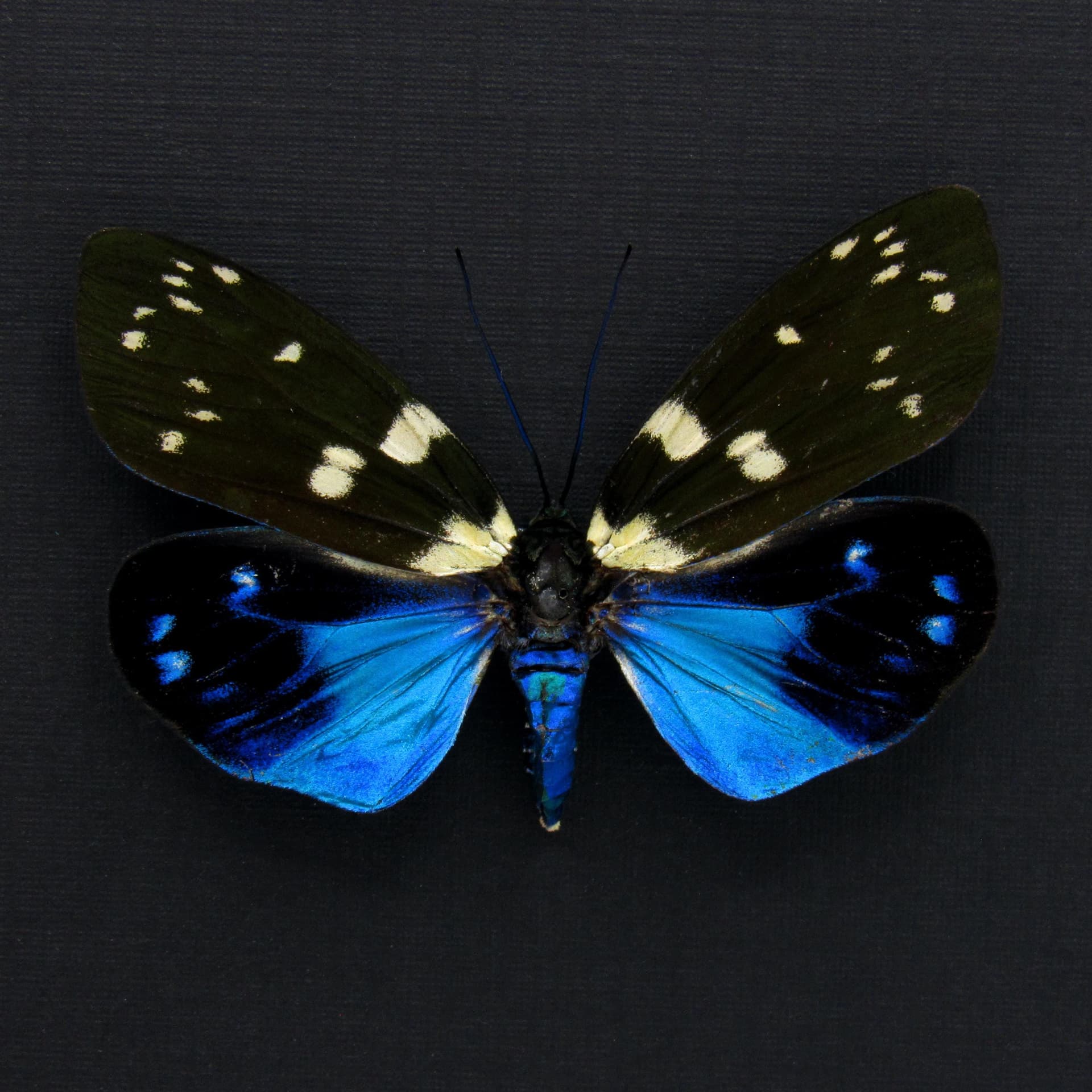 Rare metallic Day Flying moth framed taxidermy - Eterusia subcyanea - female