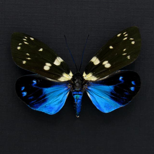 Rare metallic Day Flying moth framed taxidermy - Eterusia subcyanea - female