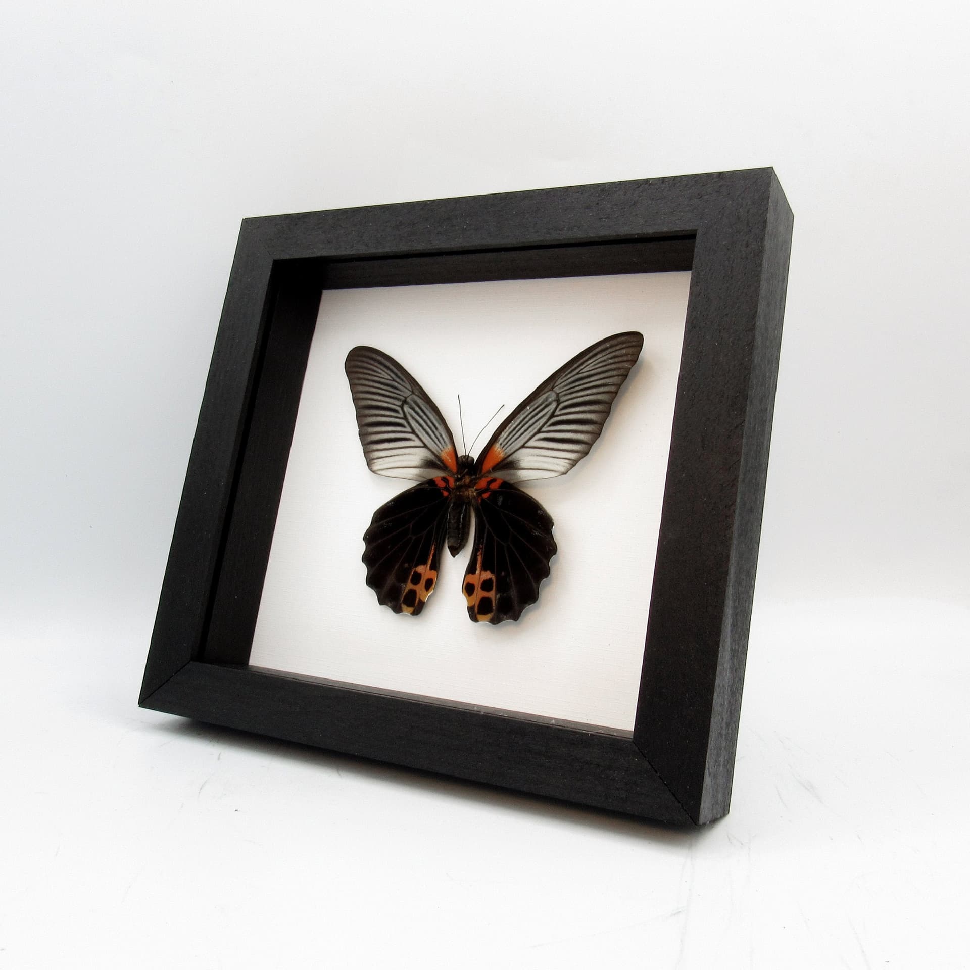 Real Great Mormon butterfly framed taxidermy - Papilio memnon