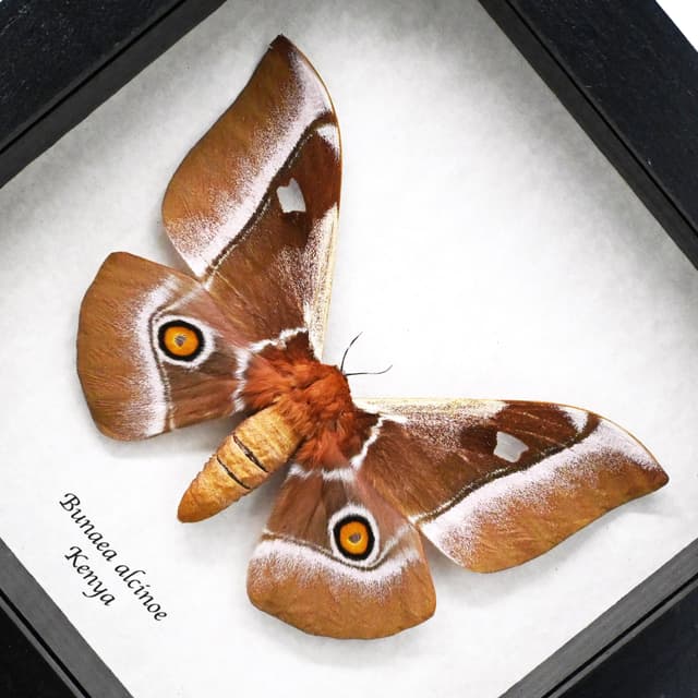 Real Pink African Emperor moth framed taxidermy - Bunaea alcinoe - female