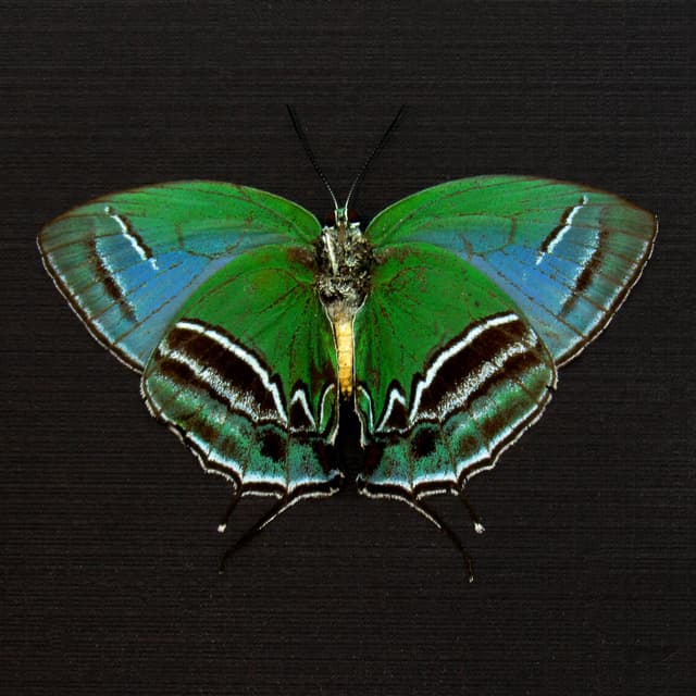Rare metallic green Hairstreak butterfly framed taxidermy - Evenus sumptuosa - Victorian mount
