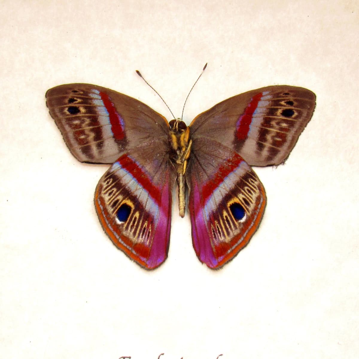 Rare magenta Metalmark butterfly framed taxidermy - Euselasia orba