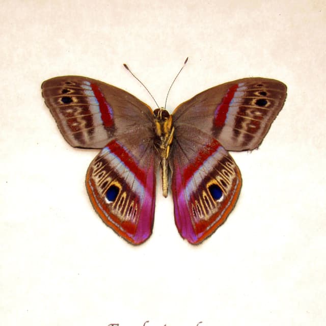 Rare magenta Metalmark butterfly framed taxidermy - Euselasia orba