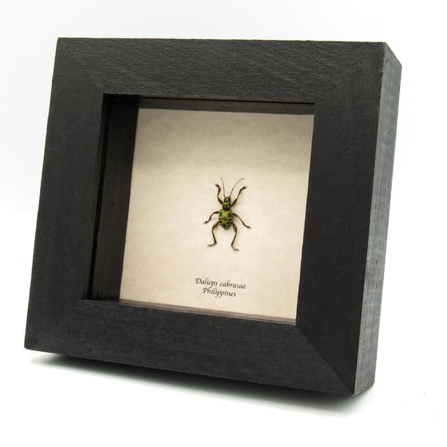 Rare metallic green Longhorn Weevil Mimic beetle framed specimen - Doliops cabrasae