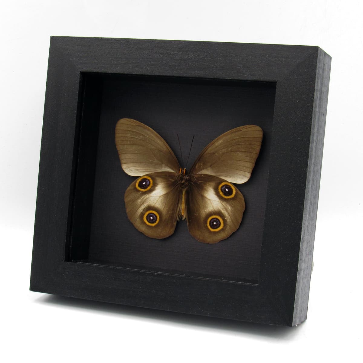 Real Owl butterfly framed taxidermy - Taenaris urania - dark form