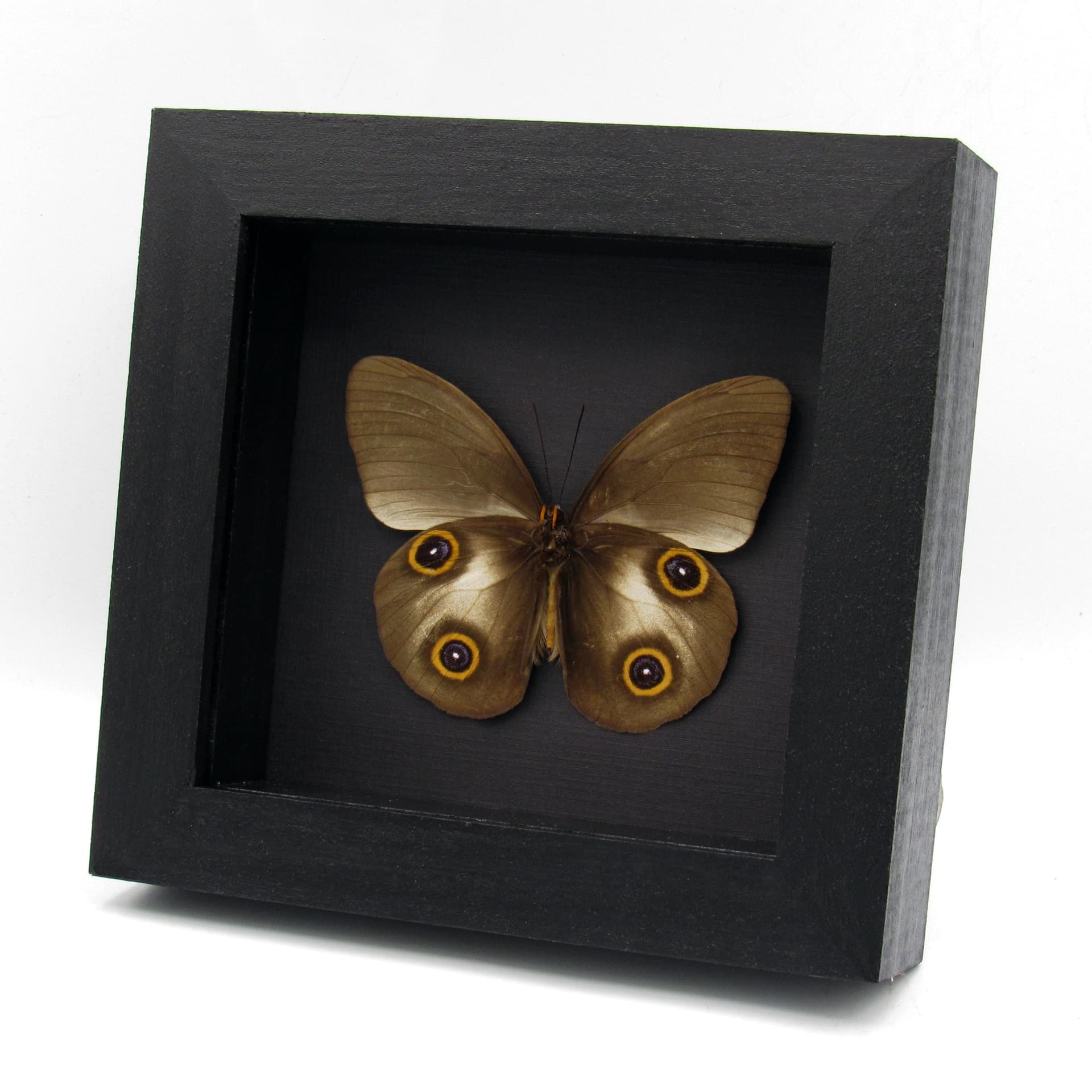 Real Owl butterfly framed taxidermy - Taenaris urania - dark form