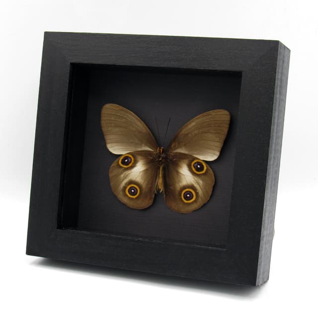 Real Owl butterfly framed taxidermy - Taenaris urania - dark form