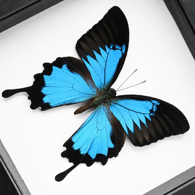 Real Blue Ulysses Swallowtail butterfly framed taxidermy - Papilio ulysses
