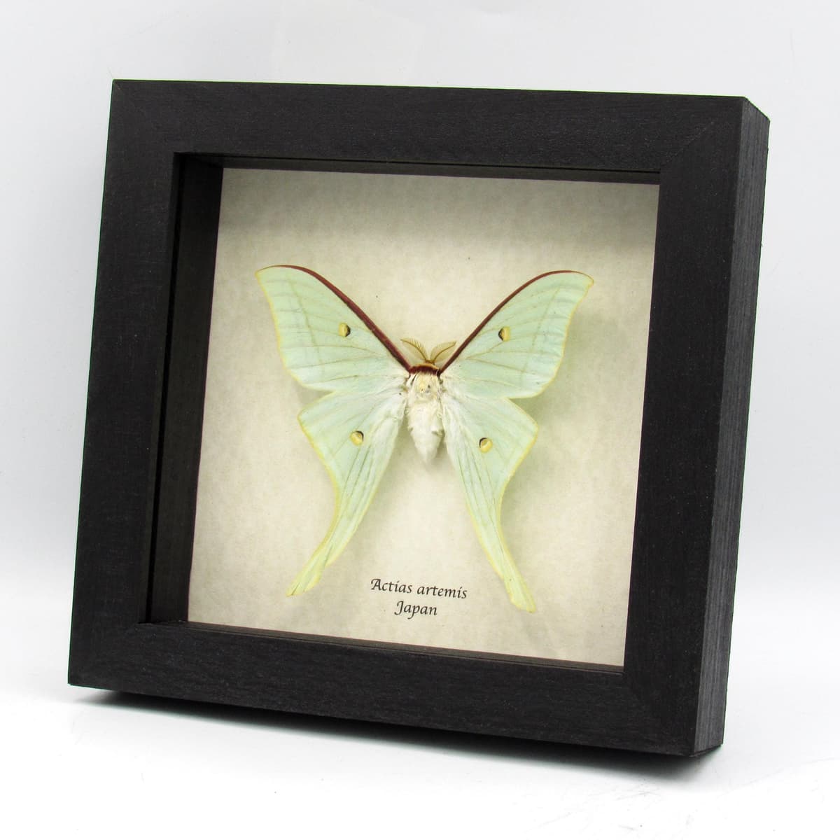 Real large Japanese Luna Moon moth framed taxidermy - Actias artemis