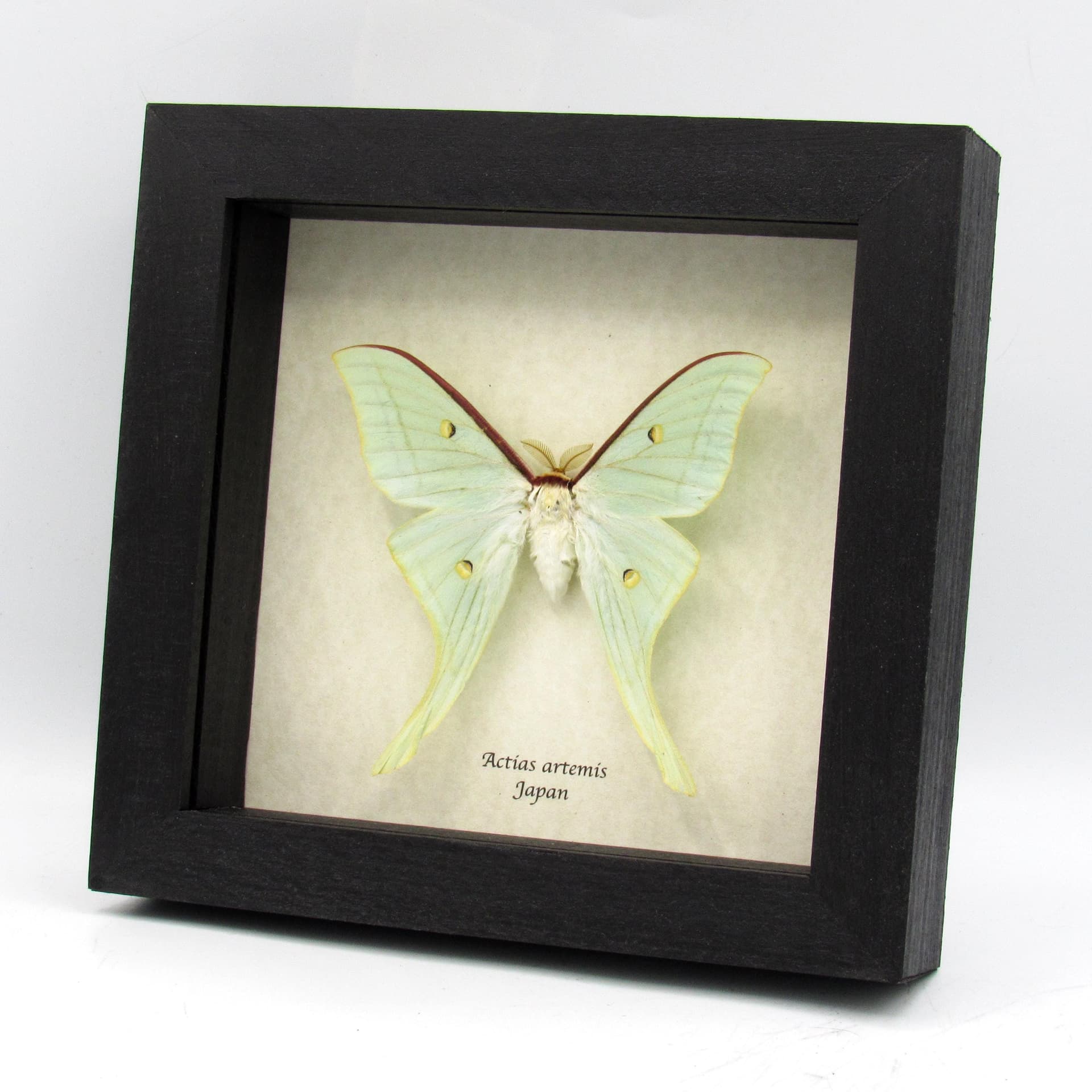 Real large Japanese Luna Moon moth framed taxidermy - Actias artemis