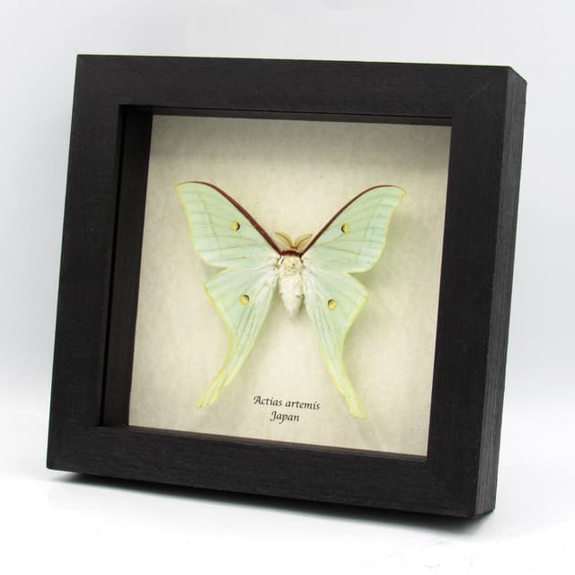 Real large Japanese Luna Moon moth framed taxidermy - Actias artemis