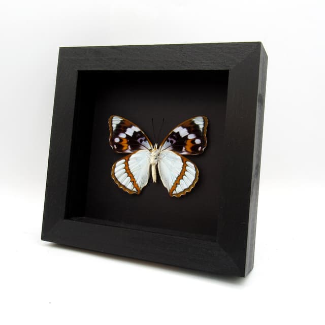 Real framed taxidermy butterfly - Mimathyma schrenckii