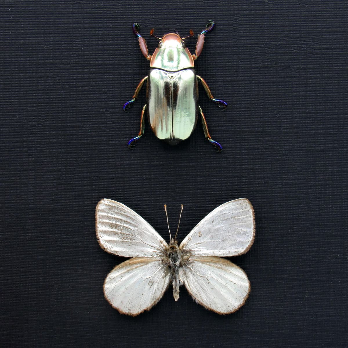 Very rare metallic Silver beetle and butterfly framed specimens - Chrysina chrysargyrea + Argyrophorus argenteus