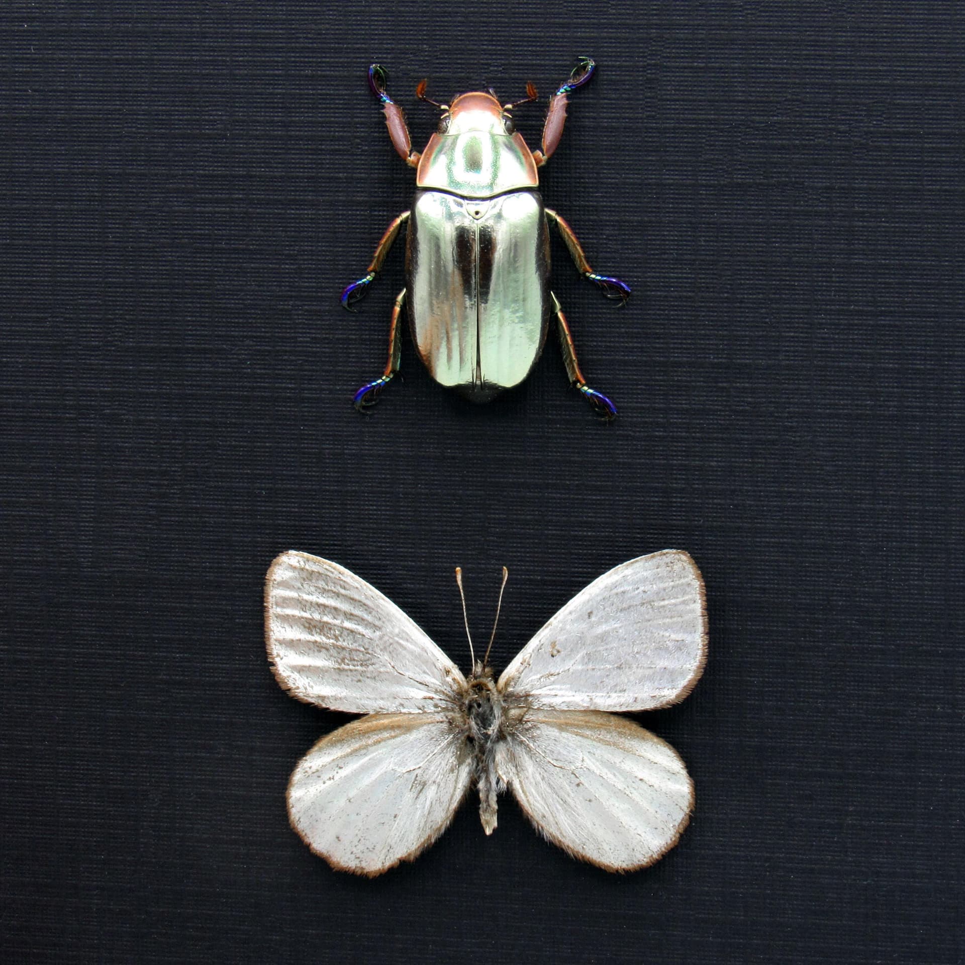 Very rare metallic Silver beetle and butterfly framed specimens - Chrysina chrysargyrea + Argyrophorus argenteus