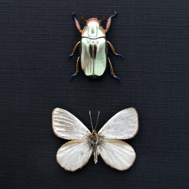 Very rare metallic Silver beetle and butterfly framed specimens - Chrysina chrysargyrea + Argyrophorus argenteus