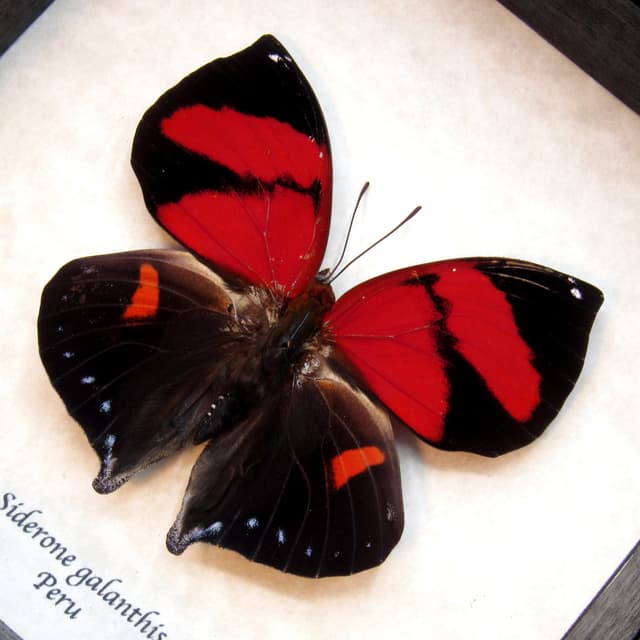 Real red framed taxidermy butterfly - Siderone galanthis