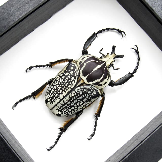 Real XXL Flower Beetle framed taxidermy - Goliathus orientalis