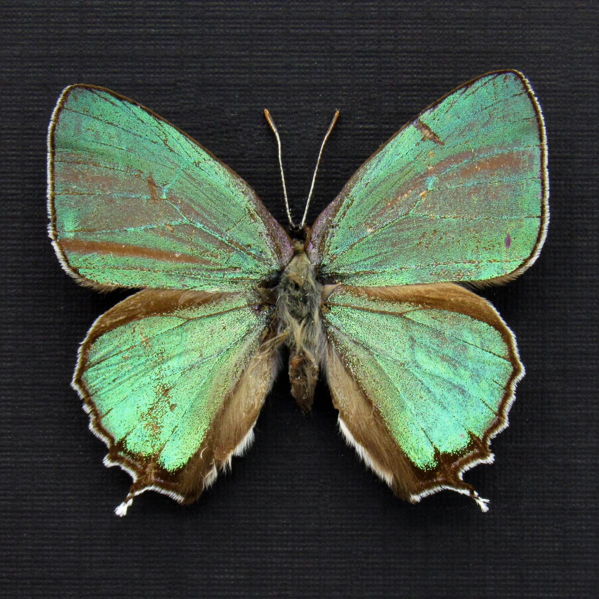 Rare iridescent green Hairstreak butterfly framed taxidermy - Favonius orientalis