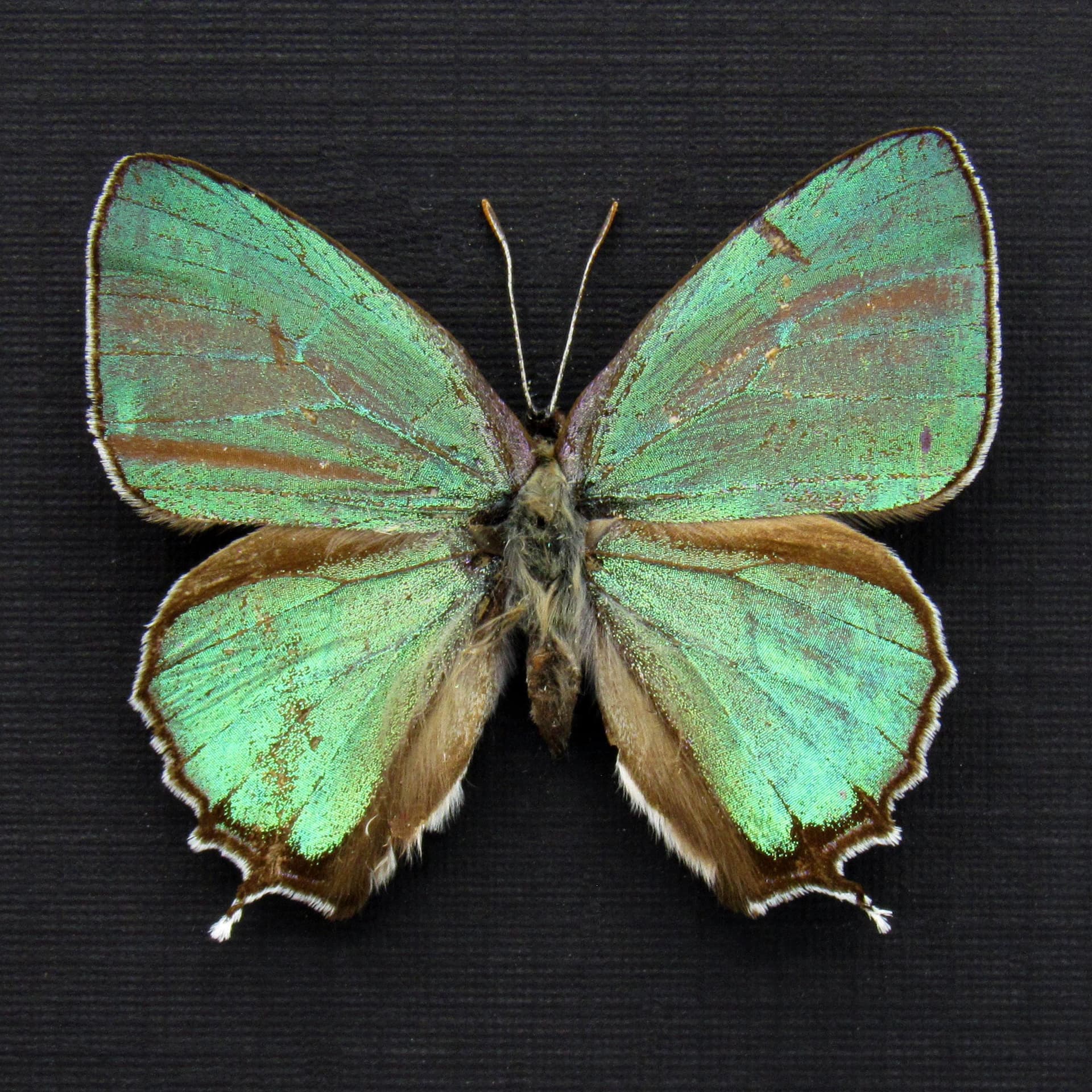 Rare iridescent green Hairstreak butterfly framed taxidermy - Favonius orientalis