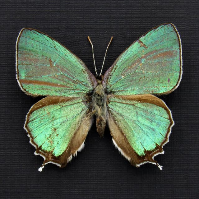 Rare iridescent green Hairstreak butterfly framed taxidermy - Favonius orientalis
