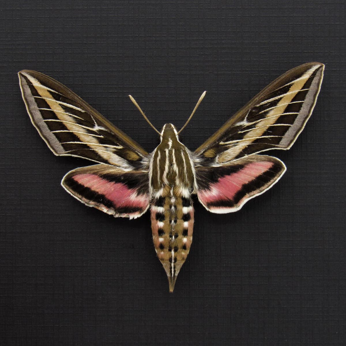 Real White-lined Sphinx moth framed taxidermy - Hyles lineata - female