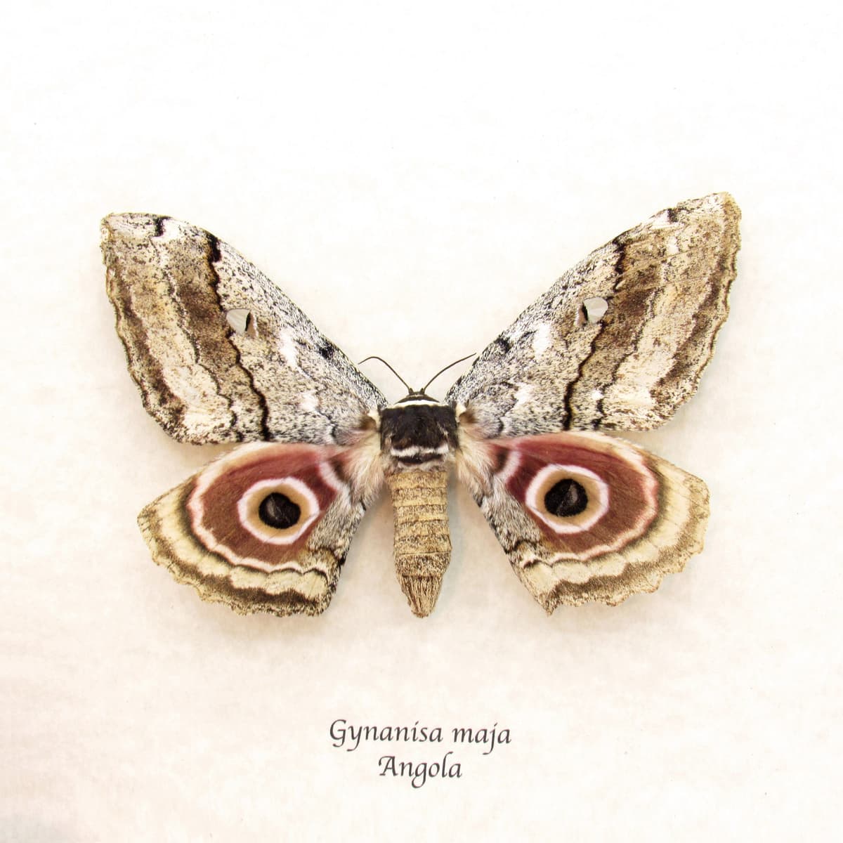 Real pink Speckled Emperor moth framed taxidermy - Gynanisa maja - female