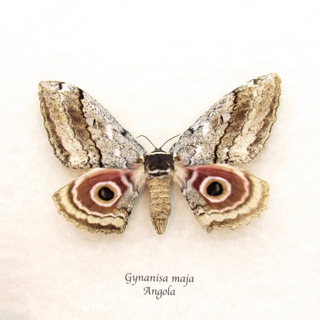 Real pink Speckled Emperor moth framed taxidermy - Gynanisa maja - female
