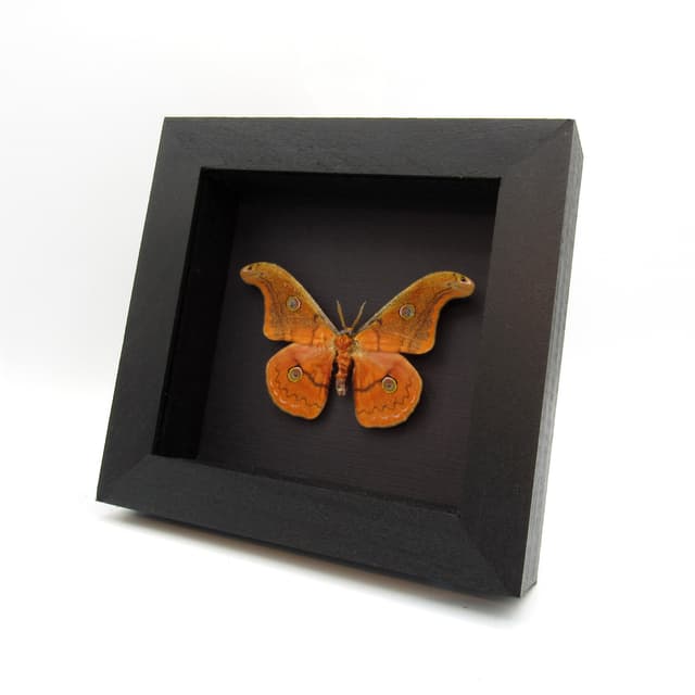 Rare Mexican Silk moth framed taxidermy - Copaxa parvohidalgensis - orange form