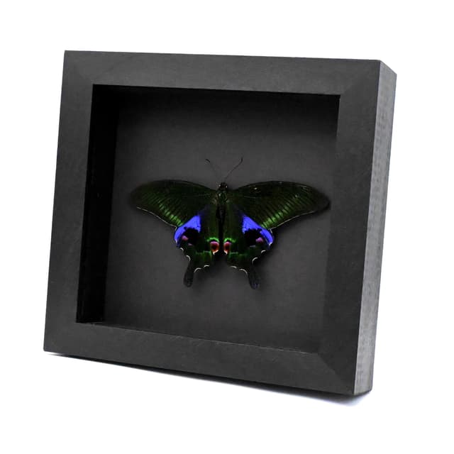 Large purple Peacock butterfly framed taxidermy - Papilio arcturus - Victorian mount