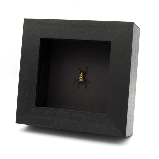 Real metallic red weevil beetle framed specimen - Pachyrhynchus octoannulatus - female