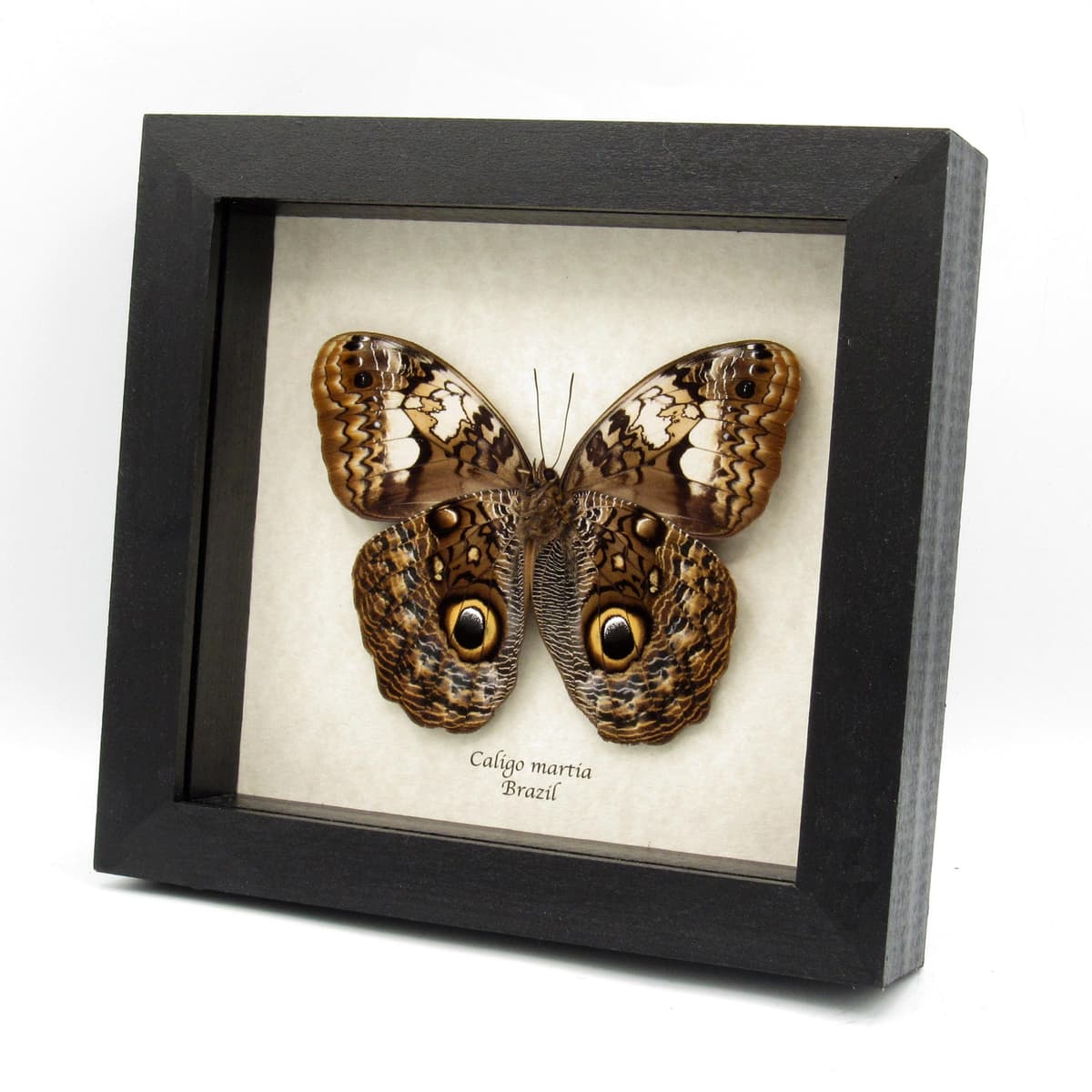 Rare Giant purple Owl Butterfly framed taxidermy - Caligo martia