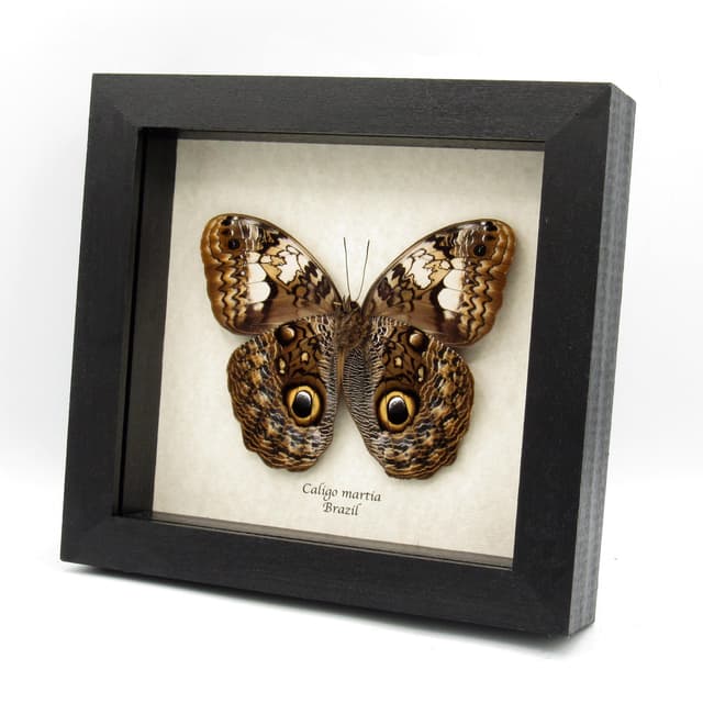 Rare Giant purple Owl Butterfly framed taxidermy - Caligo martia