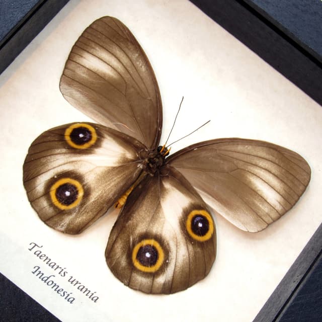 Real Owl butterfly framed taxidermy - Taenaris urania - light form
