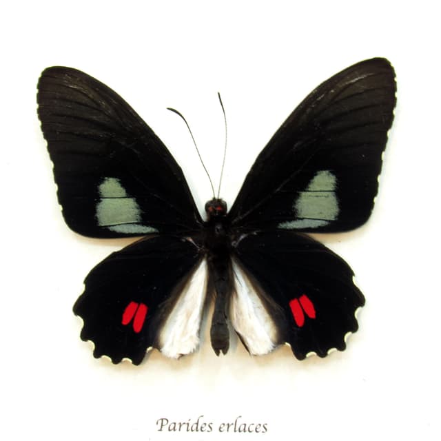 Real Cattleheart butterfly framed taxidermy - Parides erlaces