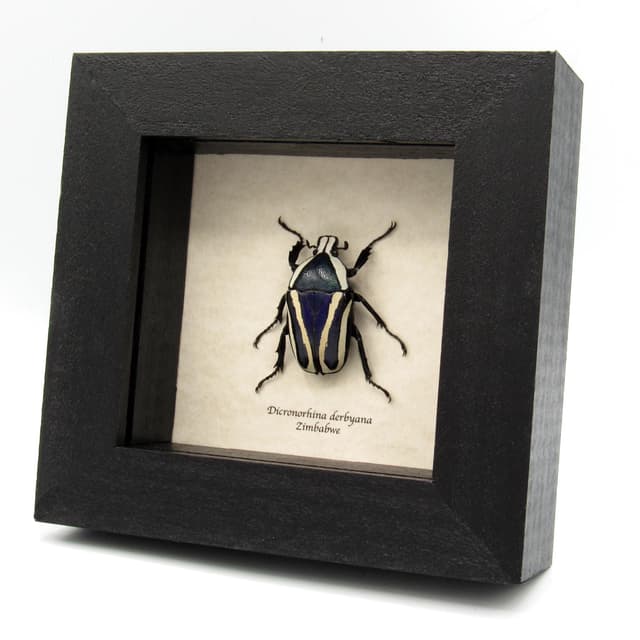 Real Scarab beetle framed taxidermy - Dicronorhina derbyana - female - dark green and purple form