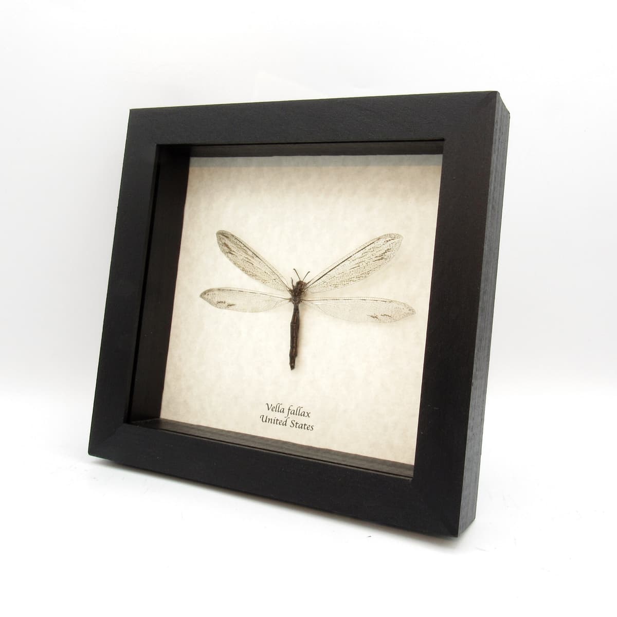 Real Giant Antlion framed taxidermy - Vella fallax