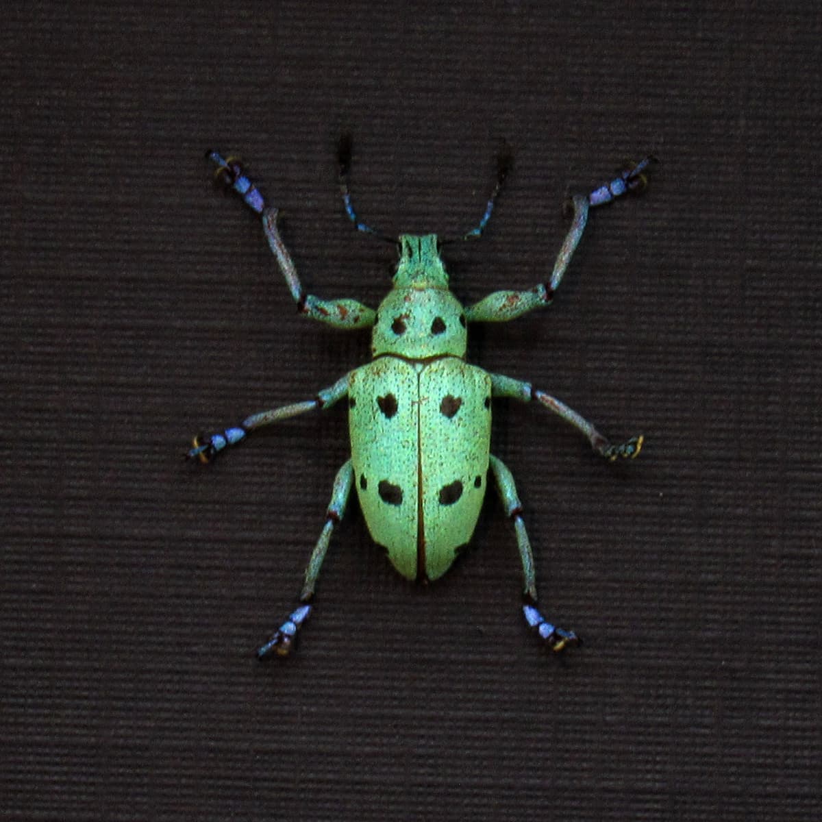 Rare glitter Weevil beetle framed taxidermy - Curculionidae species