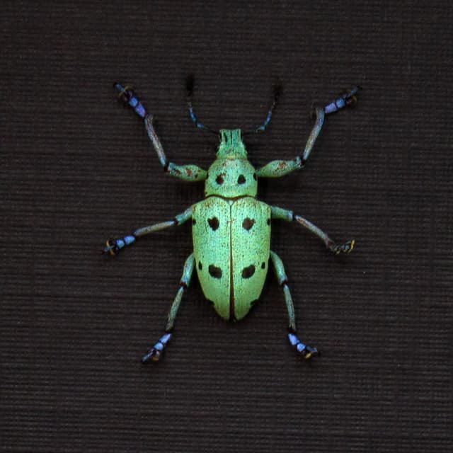 Rare glitter Weevil beetle framed taxidermy - Curculionidae species