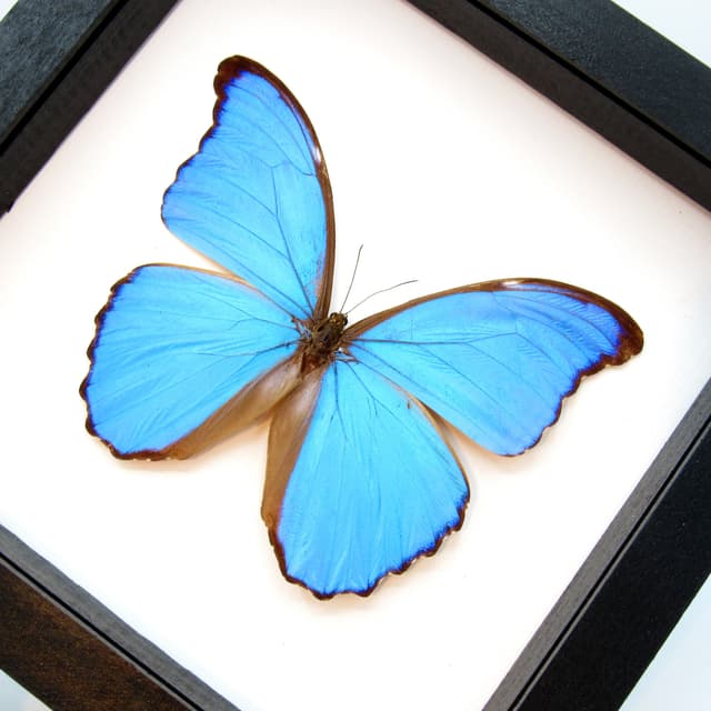 Real giant blue butterfly framed taxidermy - Morpho didius