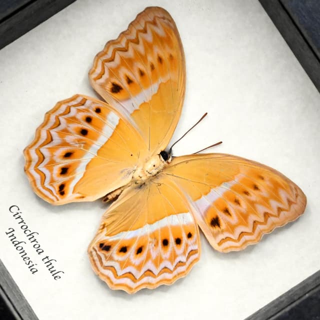 Rare Prismatic butterfly framed taxidermy - Cirrochroa thule