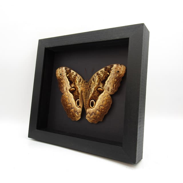 Real GIANT Owl Butterfly framed taxidermy - Caligo beltrao - 5.85 inch wingspan