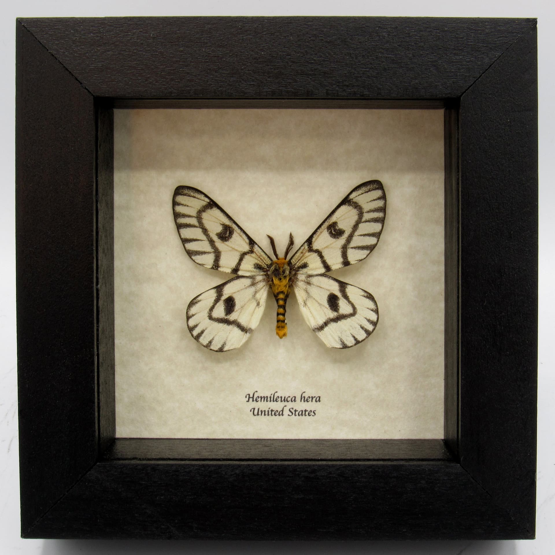 Rare Sagebrush Sheep moth framed taxidermy - Hemileuca hera