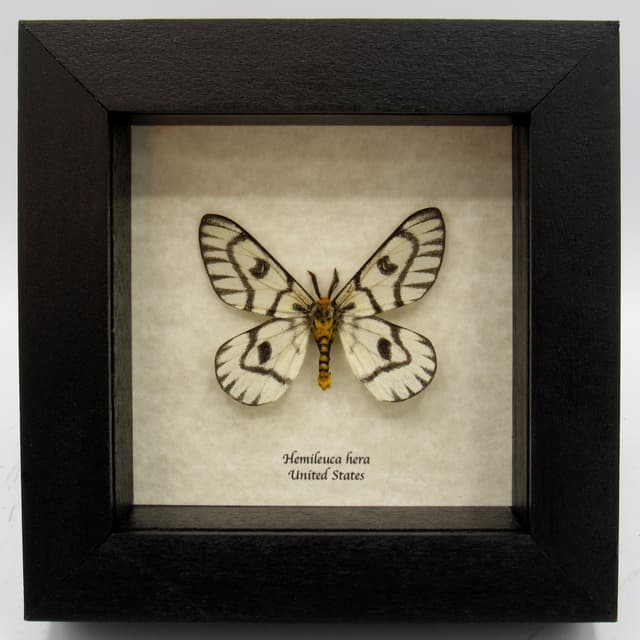 Rare Sagebrush Sheep moth framed taxidermy - Hemileuca hera