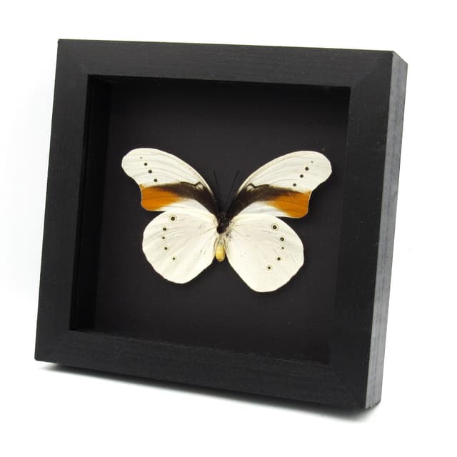 Very rare giant white butterfly framed taxidermy - Morphotaenaris schoenbergi - XL female