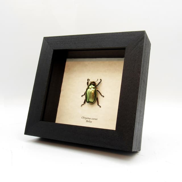 Large rare gold metallic jewel beetle framed taxidermy - Chrysina curoei