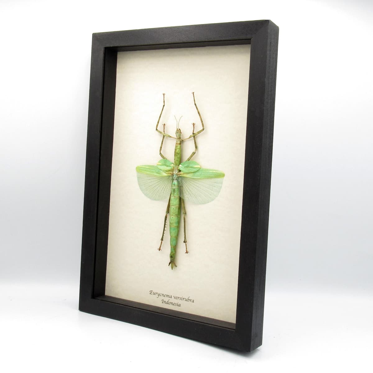 Real Giant Walking Stick Bug framed taxidermy - Eurycnema versirubra - female